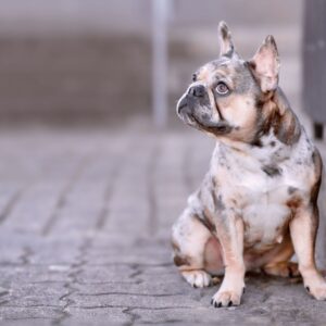 fawn merle french bulldog frenchie space