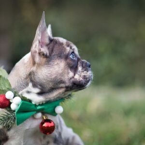 fawn merle french bulldog frenchie space
