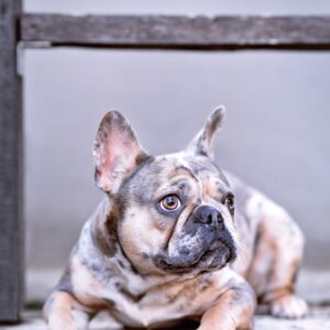 fawn merle french bulldog frenchie space