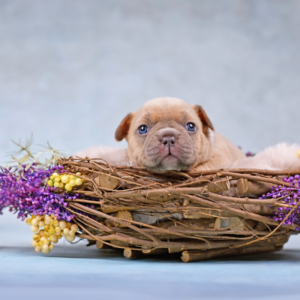 fawn merle french bulldog frenchie space