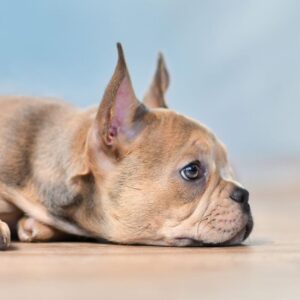 french bulldog dry nose frenchie space