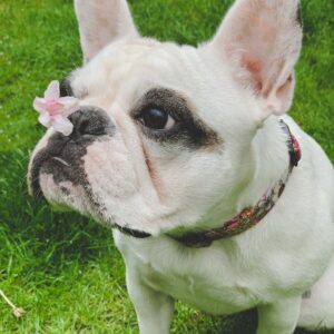 french bulldog dry nose frenchie space