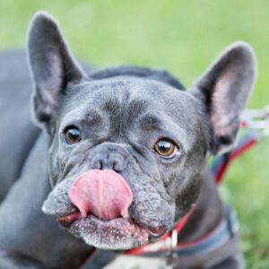 french bulldog dry nose frenchie space