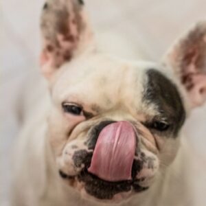 french bulldog dry nose frenchie space