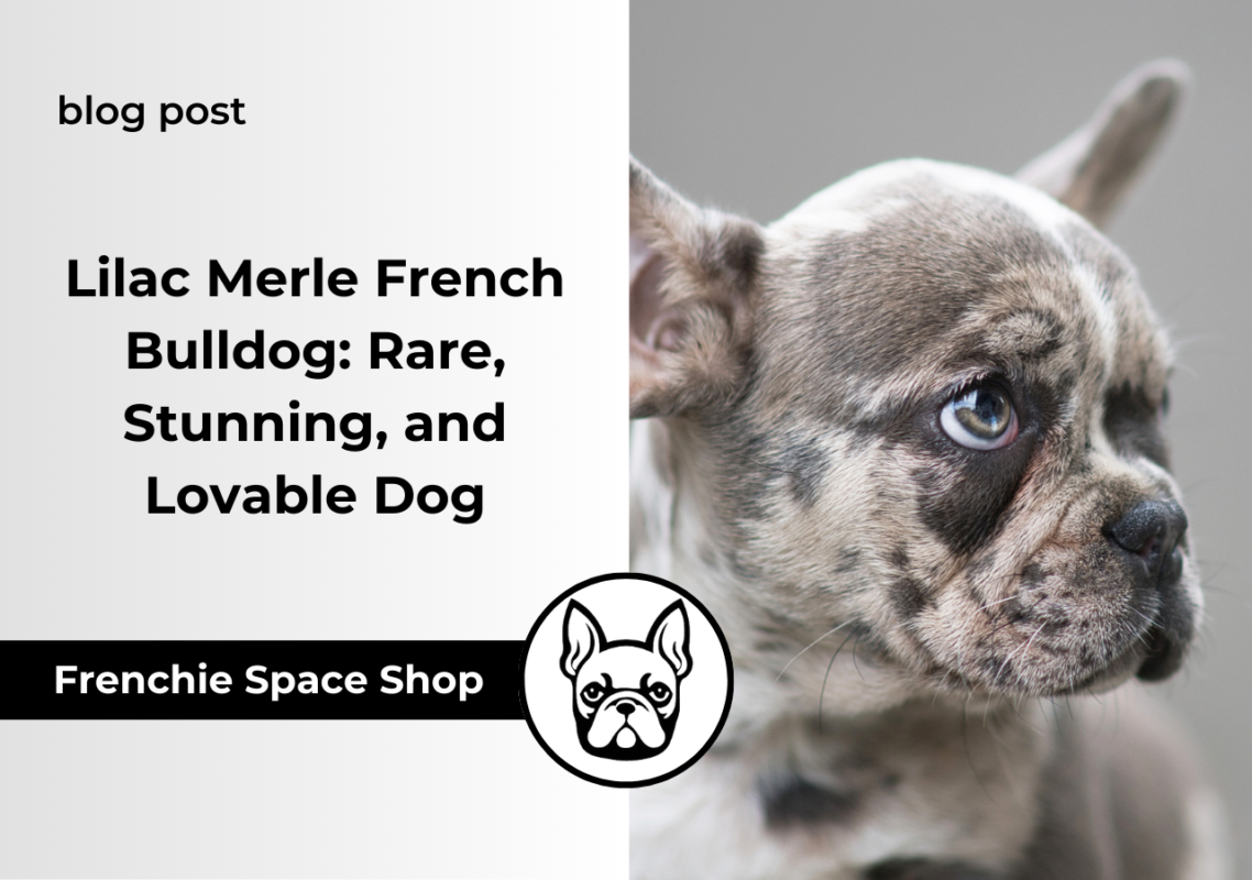frenchie space lilac merle french bulldog