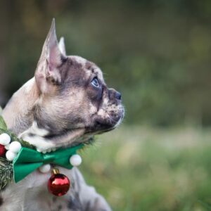 lilac merle french bulldog frenchie space