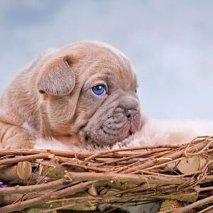 lilac merle french bulldog frenchie space