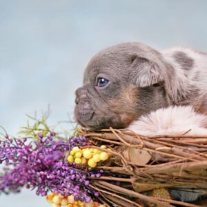 lilac merle french bulldog frenchie space