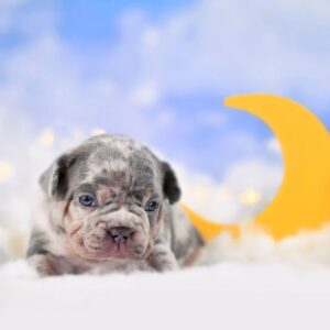 lilac merle french bulldog frenchie space