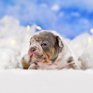 lilac merle french bulldog frenchie space