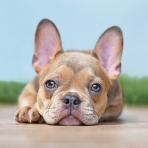 rare frenchies