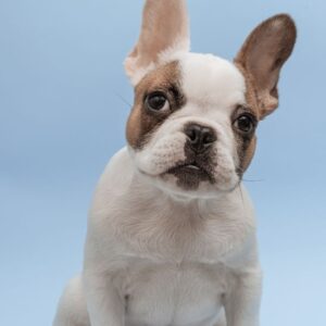 Can French Bulldogs Breed Naturally Reasons Not To Do It