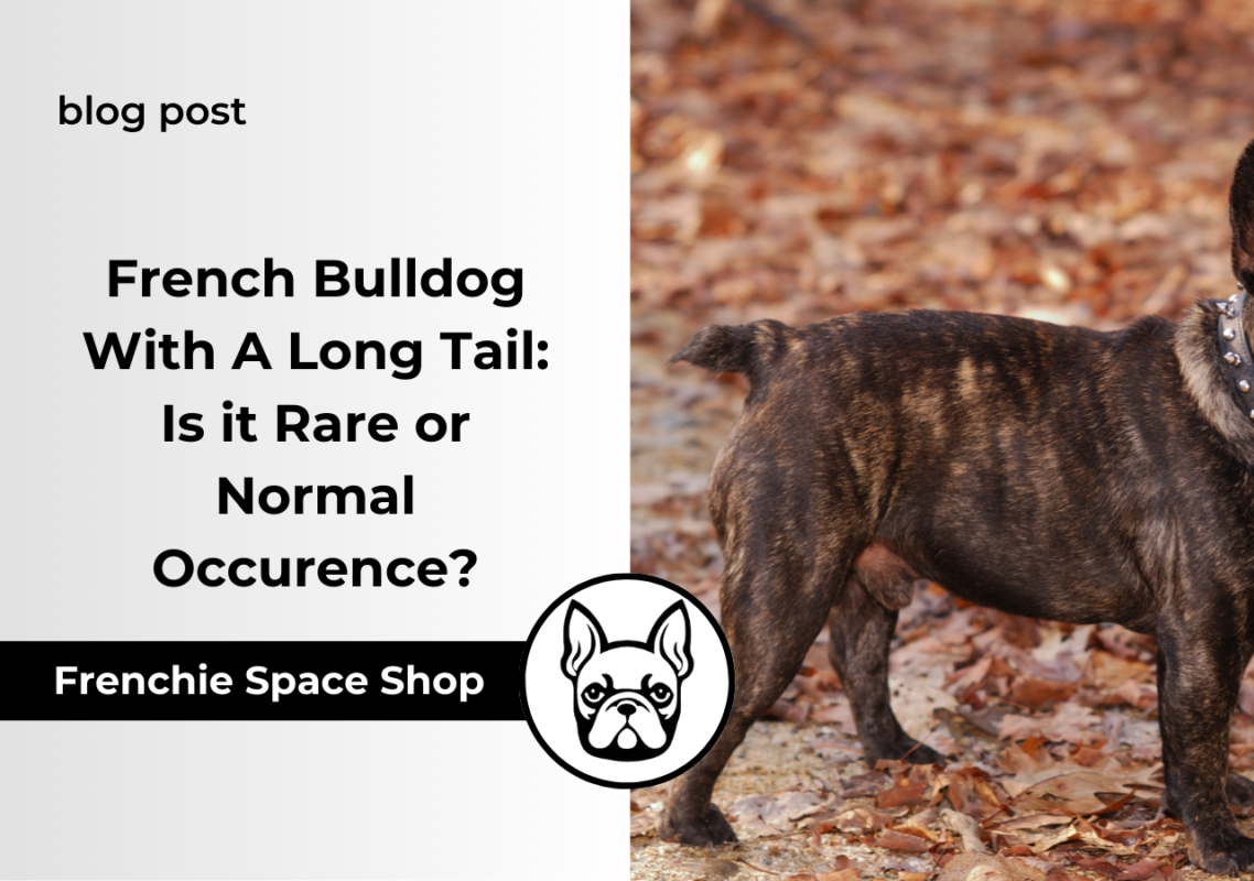 French Bulldog With A Long Tail Is it Rare or Normal Occurence