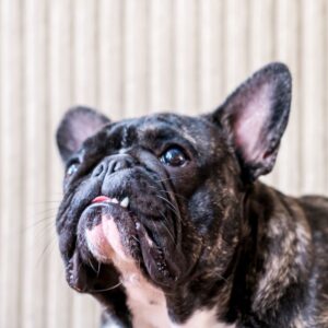 french bulldog teeth frenchie space