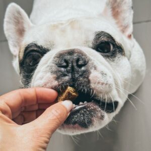 treats for french bulldogs frenchie space