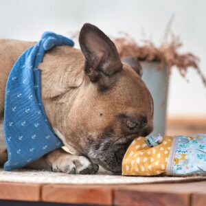 french bulldog treats frenchie space