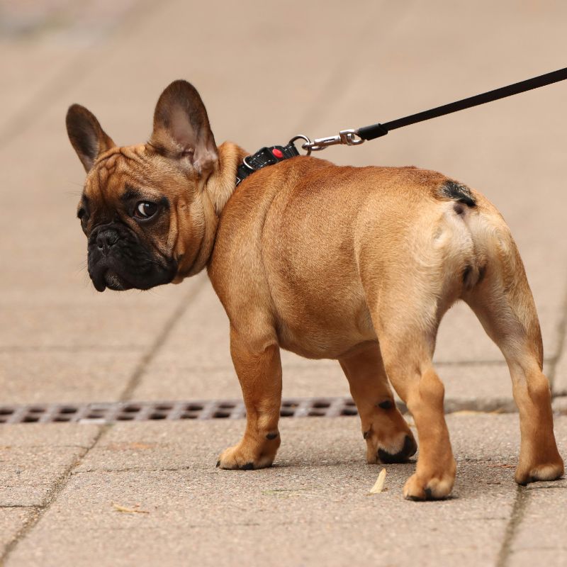 french bulldog with a long tail frenchie space
