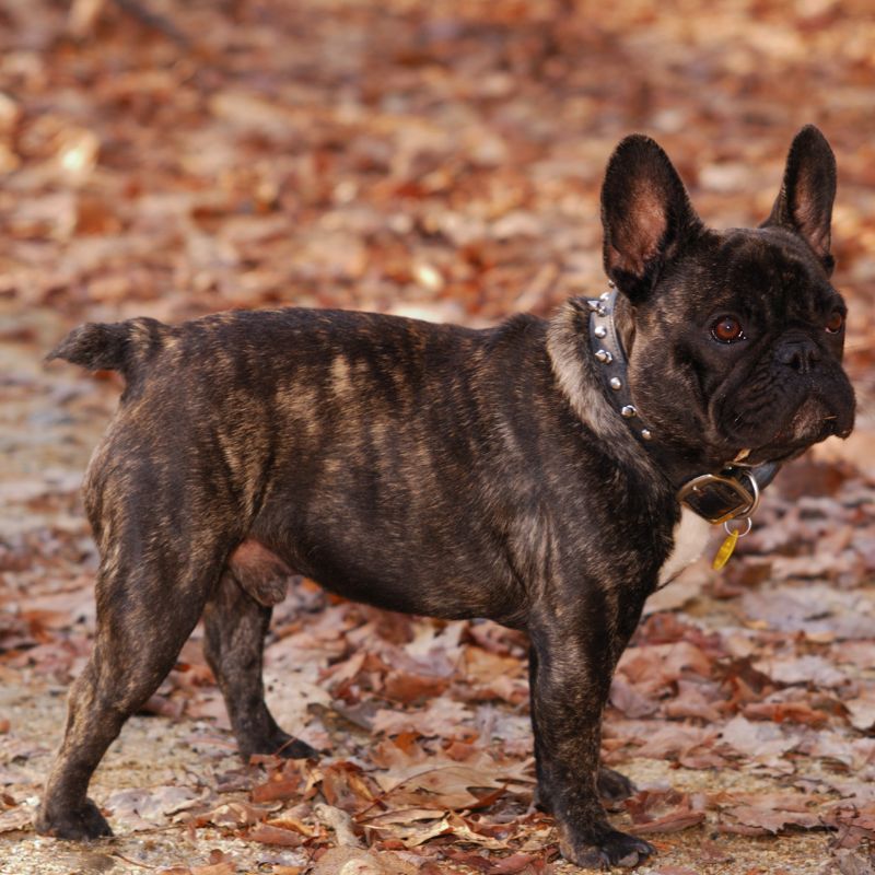 french bulldog with a long tail frenchie space