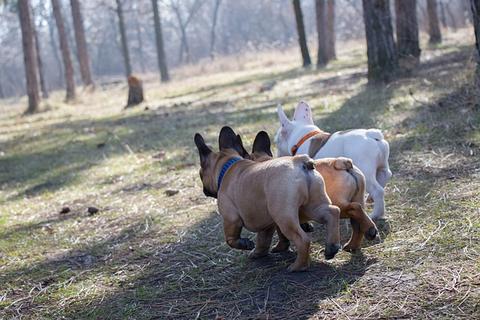 french bulldog with a long tail frenchie space