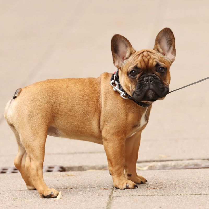 french bulldog with a long tail frenchie space
