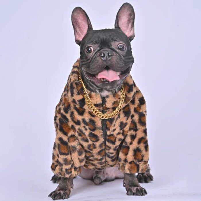 leopard french bulldog jacket