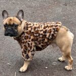 leopard french bulldog jacket