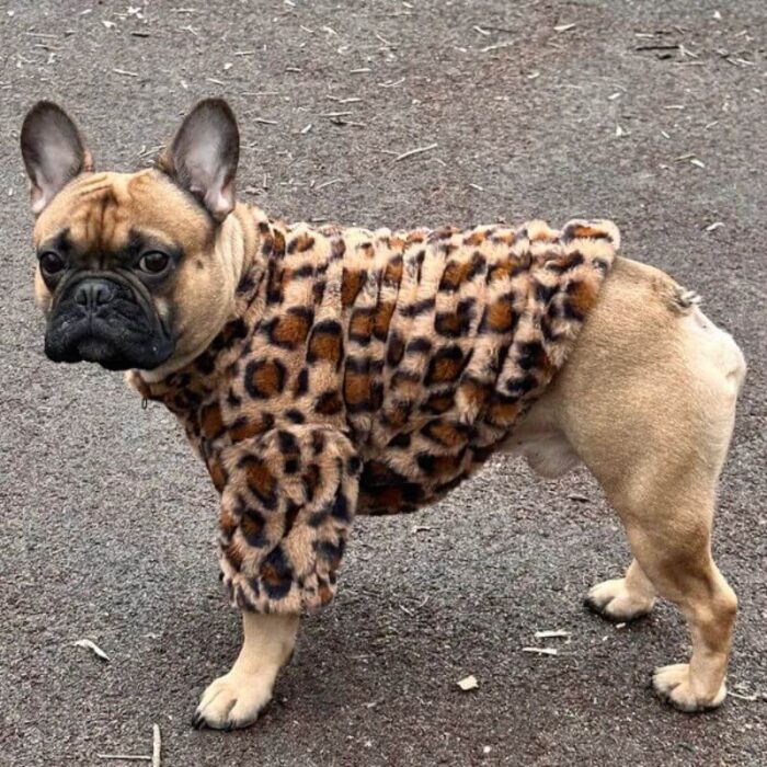 leopard french bulldog jacket
