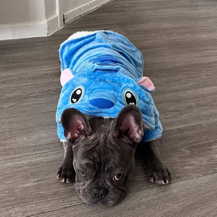 stitch french bulldog costume