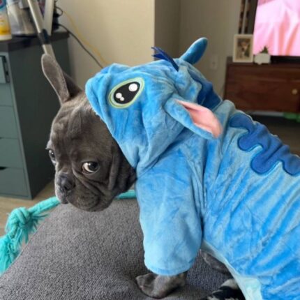stitch french bulldog costume