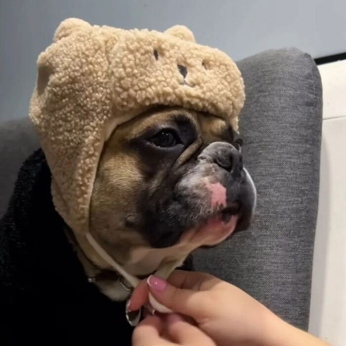 teddy french bulldog hat
