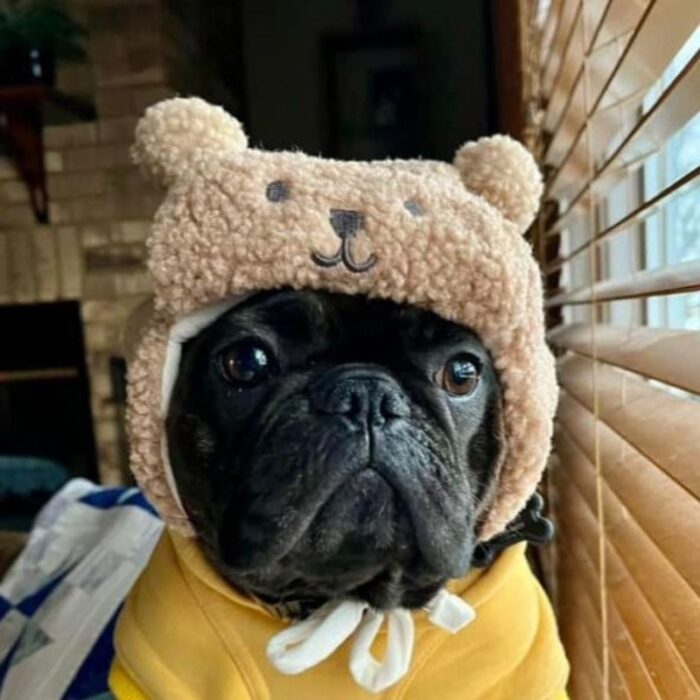 teddy french bulldog hat