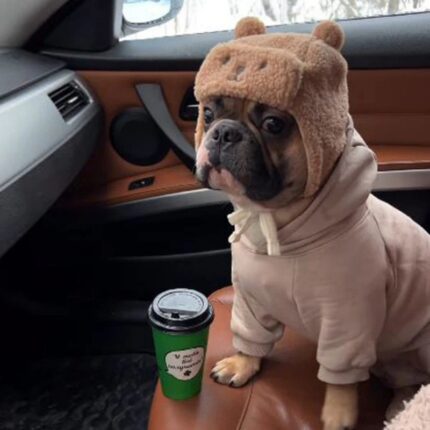 teddy french bulldog hat