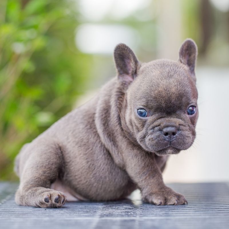 frenchie space teacup french bulldogs