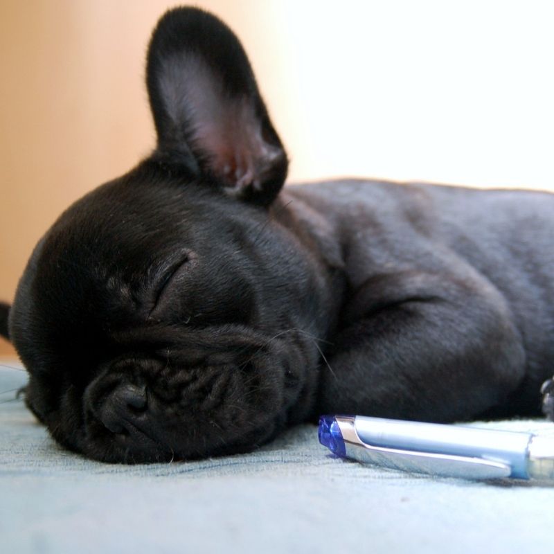 frenchie space teacup french bulldogs