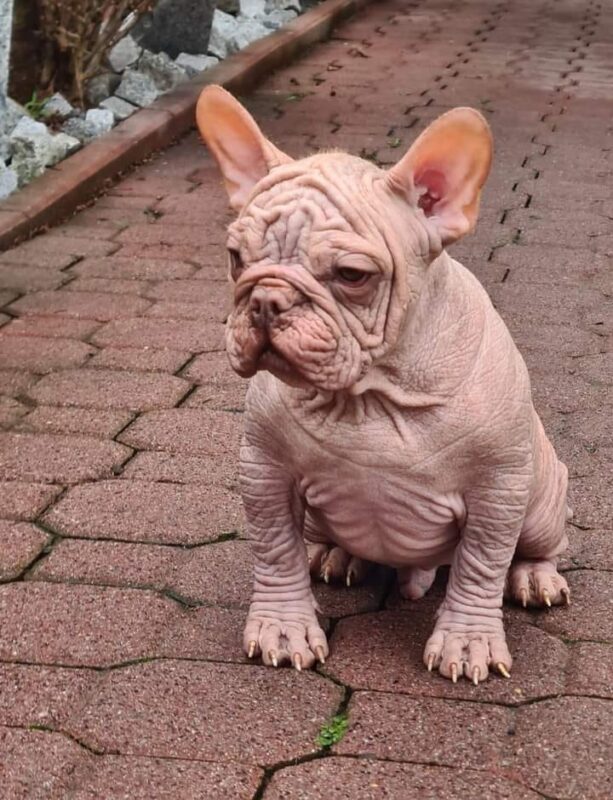 hairless french bulldog frenchie space