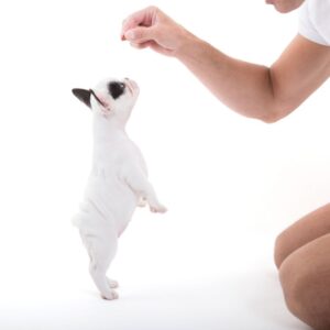 treats for french bulldogs frenchie space