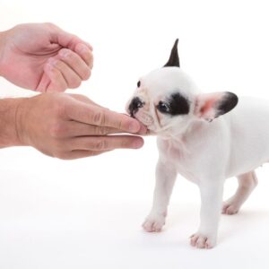 treats for french bulldogs frenchie space