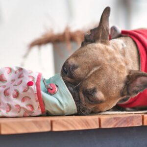 treats for french bulldogs frenchie space