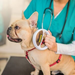 Hip dysplasia in french bulldogs