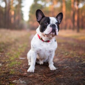 Hip dysplasia in french bulldogs frenchie space
