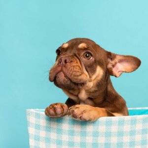 Hip dysplasia in french bulldogs frenchie space