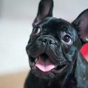 french bulldog reverse sneezing frenchie space