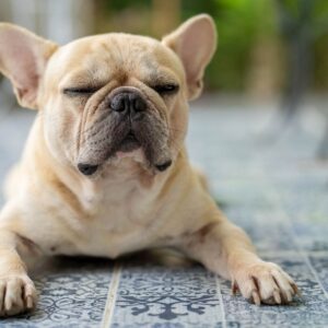 french bulldog reverse sneezing frenchie space