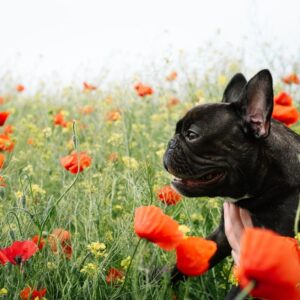 french bulldog reverse sneezing frenchie space