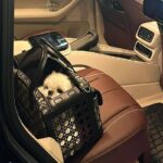 frenchie space shop dogior french bulldog carrier