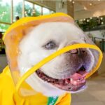 french bulldog rain jumpsuit