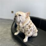 frenchie space shop luxury french bulldog sweatshirt