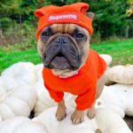 pupreme french bulldog hoodie hat