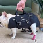 shoulder french bulldog carrier