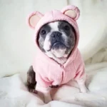 teddy french bulldog jacket